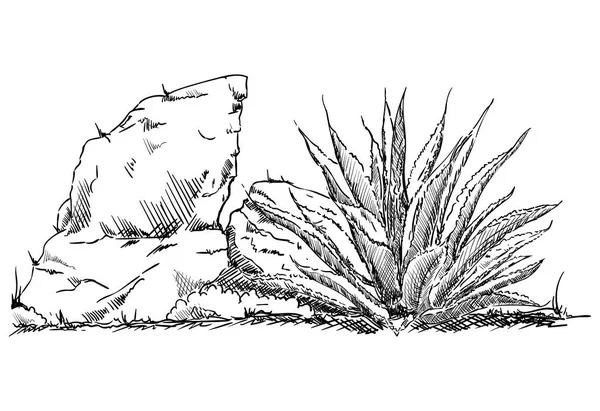 Пустынный кактус Стоковая Иллюстрация