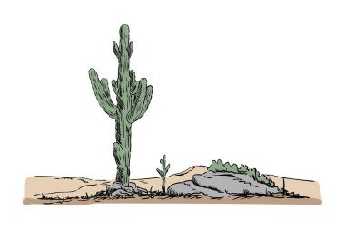 çöl kaktüsü 