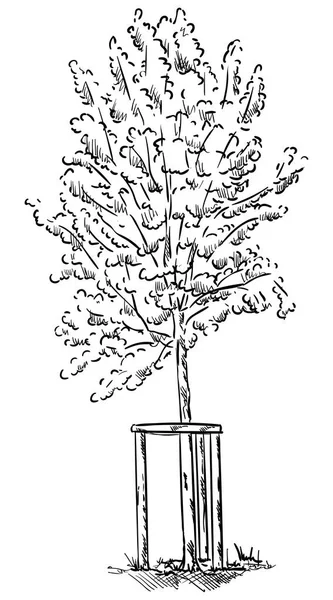 Вектор - маленьке молоде дерево — стоковий вектор