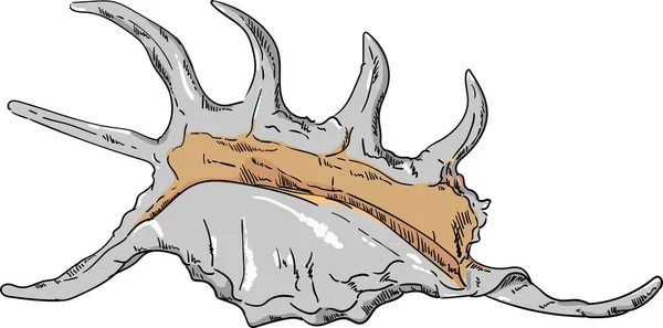 Shell laut terisolasi - Stok Vektor