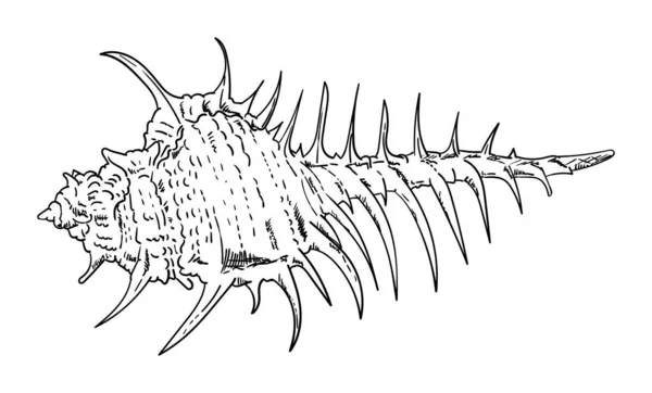 Morze muszla na białym tle — Wektor stockowy