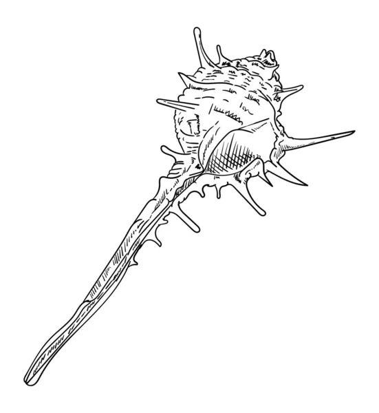 Muschel isoliert — Stockvektor