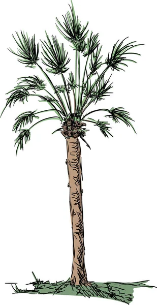 Gran palma aislada — Vector de stock