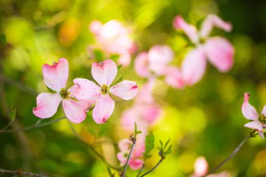 Beautiful pink flowering dogwood blossoms clipart