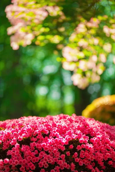 Cespuglio di azalee rosa e rosse con sfondo verde — Foto Stock