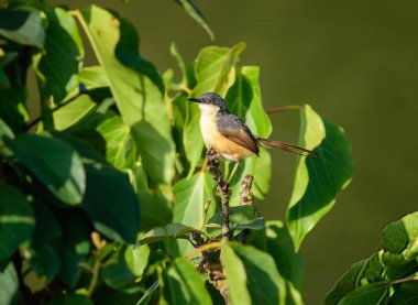 Küçük kuş , Ashy Prinia , Prinia socialis, küçük bir br tünemiş