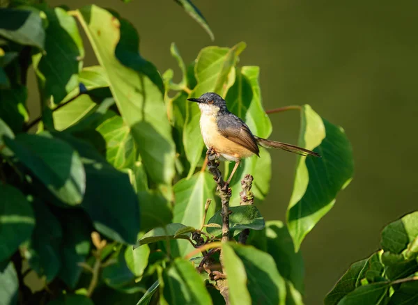 Uccellino, Ashy Prinia, Prinia socialis, appollaiato su una piccola br — Foto Stock