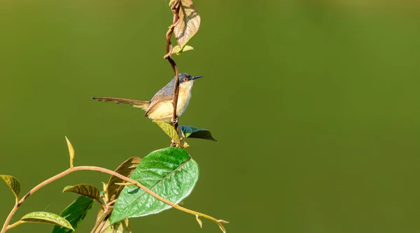 Μικρό πουλί, ασυ Πρίνια, Πρίνια socialis, σκαρφαλωμένο σε ένα μικρό BR — Φωτογραφία Αρχείου