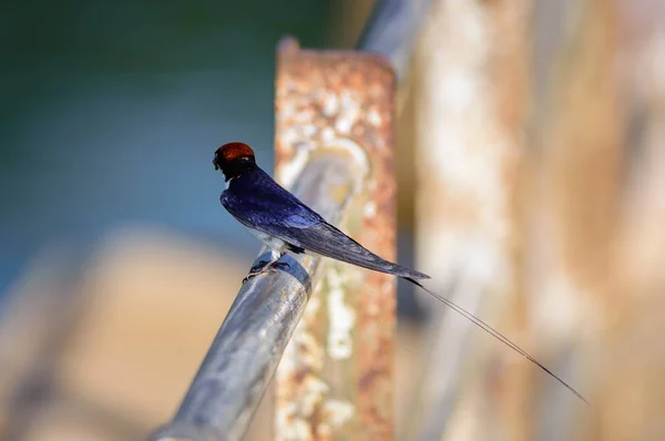 Pássaro pequeno, Engolir de cauda de arame, Hirundo smithii, empoleirado — Fotografia de Stock