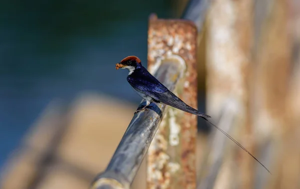 Malý pták, vlaštovka s drátem, Hirundo smithii, usazená — Stock fotografie