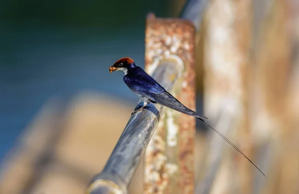 Pássaro pequeno, Engolir de cauda de arame, Hirundo smithii, empoleirado — Fotografia de Stock