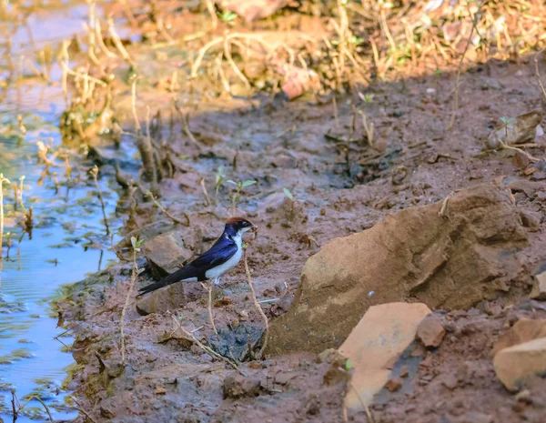 Malý pták, vlaštovka s drátem, Hirundo smithii, usazená — Stock fotografie