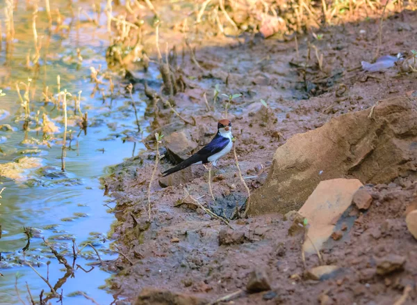 Μικρό πουλί, σύρμα-ουρά καταπιεί, Hirundo σμίσμιι, σκαρφαλωμένο — Φωτογραφία Αρχείου