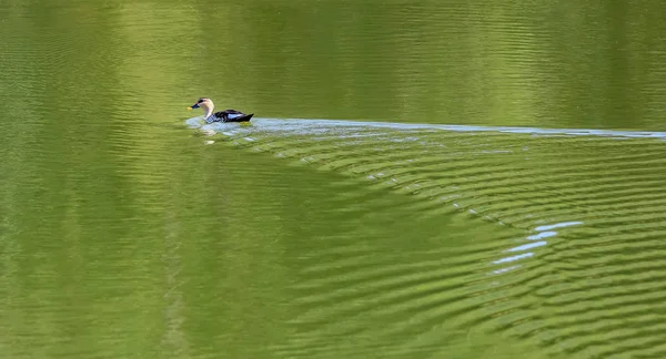 Индийская пятнистая утка Анас Поэцилорхинча на озере Хирейл — стоковое фото