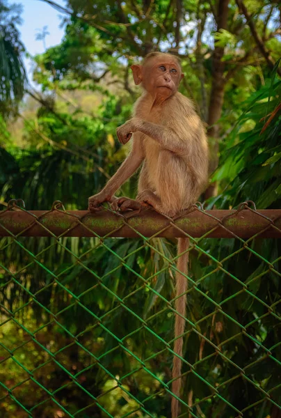 A young Bonnet monkey sitting on a fence facing the camera, copy