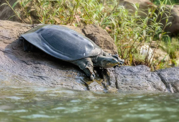 Tartaruga Softshell indiana aka tartaruga softshell Gangetic, Nilssonia — Fotografia de Stock