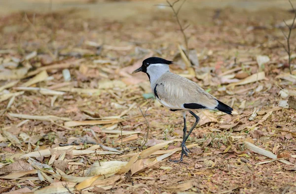 Medium sized bird, River Lapwing. Vanellus duvaucelii, feeding o — Stock Photo, Image