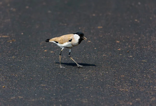 Oiseau de taille moyenne, River Lapwing. Vanellus duvaucelii, se nourrissant — Photo