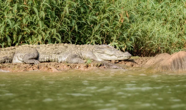 Krokodýl mugger, Crocodylus palustris, na slunci, Mahanadi Rive — Stock fotografie
