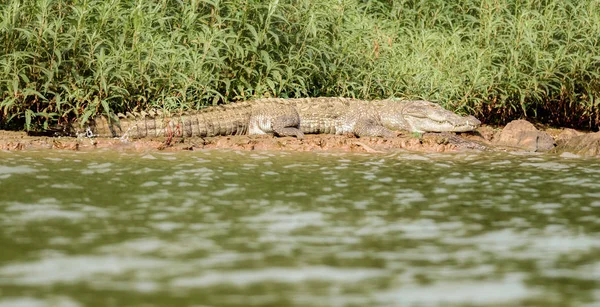 Krokodýl mugger, Crocodylus palustris, na slunci, řeka Mahanadi — Stock fotografie