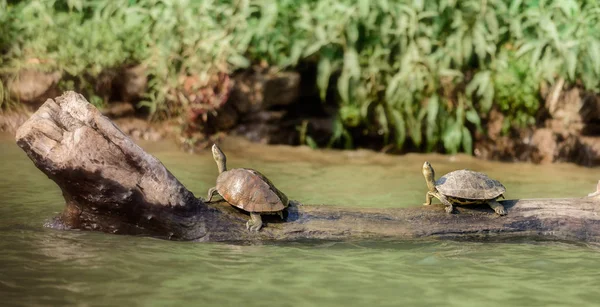 Twee Indische overdekte schildpadden, Kachuga tecta, zonnebaden in de zon, ma — Stockfoto