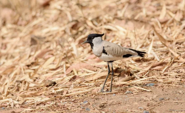 Średniej wielkości ptak, rzeka Lapwing. Vanellus duvaucelii, karmienie na ziemi — Zdjęcie stockowe