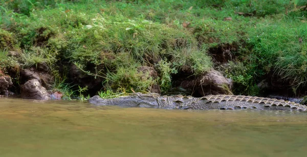 Krokodýl mugger, Crocodylus palustris, na slunci, Mahanadi Rive — Stock fotografie