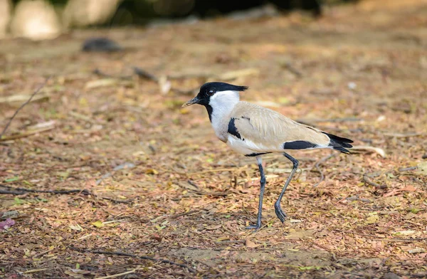 Medium sized bird, River Lapwing. Vanellus duvaucelii, feeding on the ground — Stock Photo, Image