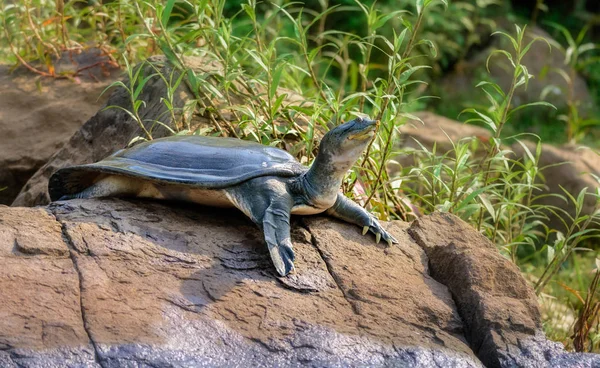 Indyjski Żółw Softshell Aka Gangetic Softshell Żółwia Nilssonia Gangetica Opalać Zdjęcia Stockowe bez tantiem