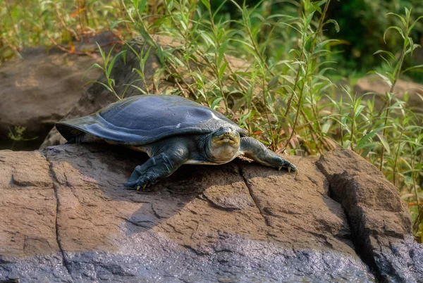 Intian Softshell Turtle alias Gangetic Softshell kilpikonna, Nilssonia — kuvapankkivalokuva