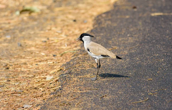 Velký pták, řeka Lapwing. Vanellus duvaucelii, krmení o — Stock fotografie