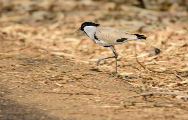 Pássaro de tamanho médio, River Lapwing. Vanellus duvaucelii, alimentação — Fotografia de Stock