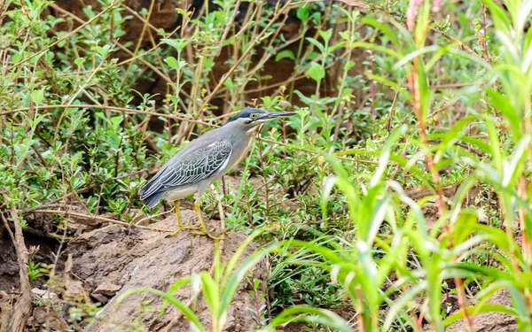 中型の鳥 ストレーテ ヘロンは コピースペースを持つインド オッシャ マハナディ川のほとりに停泊 — ストック写真