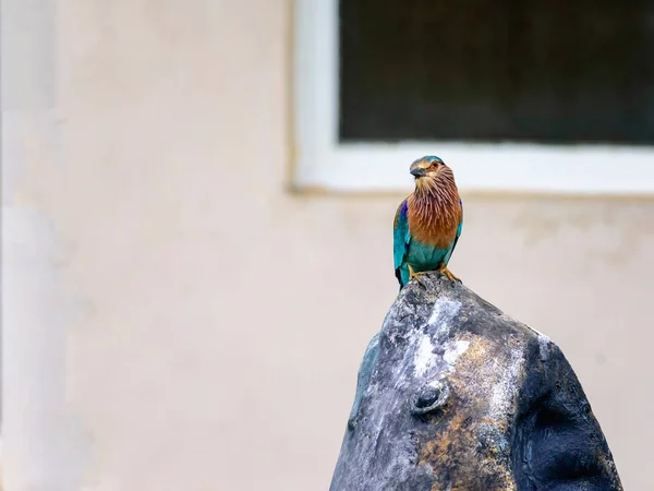 Středně velký pták, indický válec, Coracias benghalensis — Stock fotografie