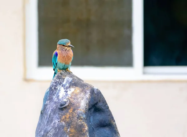 Orta boy kuş, Hint Roller, Coracias benghalensis — Stok fotoğraf