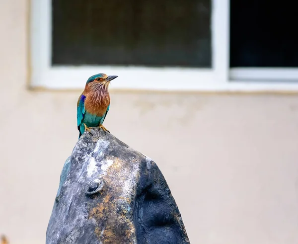 中型鸟， 印度滚筒， 科拉西亚斯本加伦西 — 图库照片