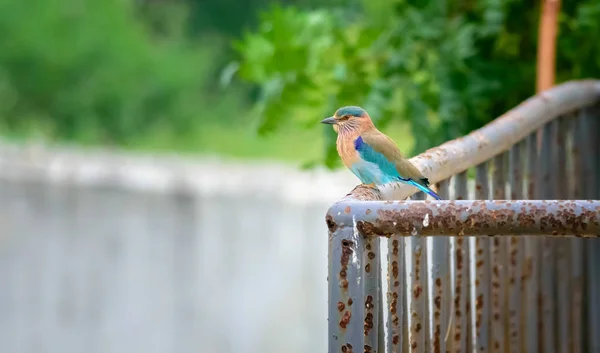 Medium sized bird, Indian Roller, Coracias benghalensis — Stock Photo, Image