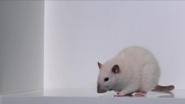 Little White Siamese Rat Washes His Paws Sniffs White Background — Stock Video