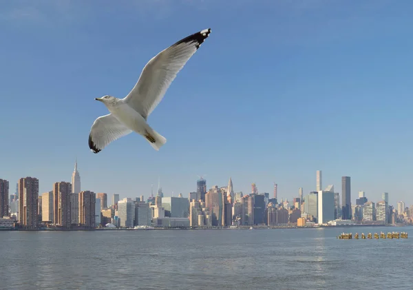 Seagull over a Manhattan. — Stock Photo, Image