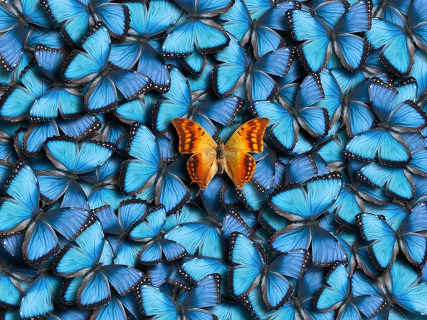 Hintergrund der Schmetterlinge. — Stockfoto