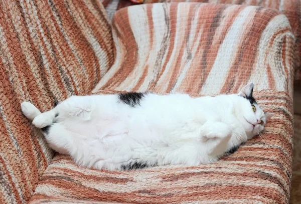 Kucing Comel Gemuk