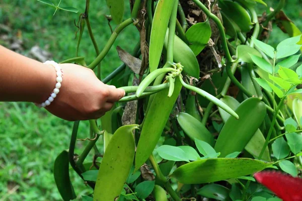 Vanille Planifolia Het Alleen Eetbare Orchidee Bali — Stockfoto