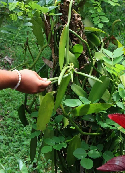 Vanille Planifolia Het Alleen Eetbare Orchidee Bali — Stockfoto