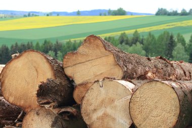 Ayrıntılı bir kereste yığınları. Arka da tecavüz ve mısır tarlaları ile güzel kırsal alan.  
