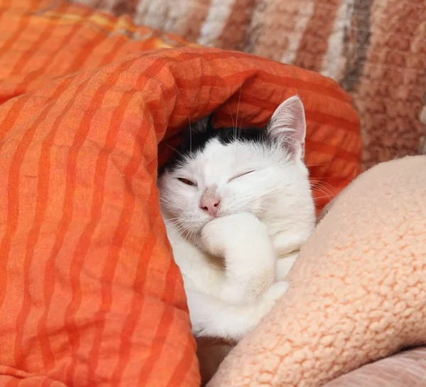 Gato Lamiendo Pelo Pata Almohadas — Foto de Stock