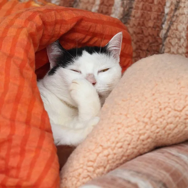 Gato Lamiendo Pelo Pata Almohadas —  Fotos de Stock