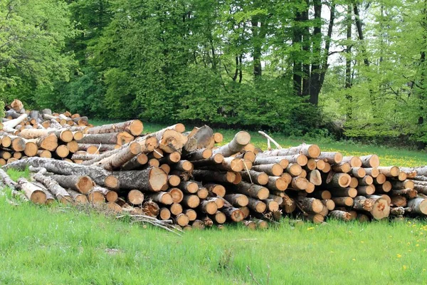 Fichtenstämme Auf Der Frühlingswiese Mit Löwenzahn Baumbestand Laubwald — Stockfoto