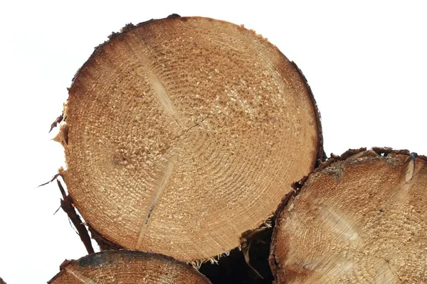 Corte Troncos Madeira Detalhes Vista Frontal Log Abeto Frehly Cut — Fotografia de Stock