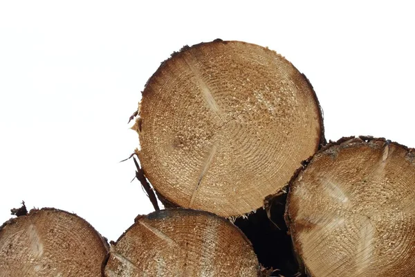 木材の丸太を詳細にカットします フレリーカットスプルースログ上の正面図 白い背景 — ストック写真