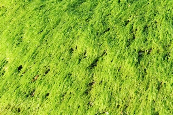 Primer Plano Alga Marina Verde Fondo Alga Algas Húmedas Marea — Foto de Stock